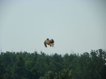 Low angle view of eagle flying against clear sky