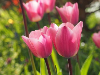 Close-up of pink flowers