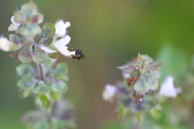 Close-up of bee pollinating flower