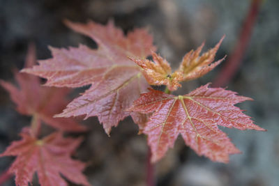 Close-up of red maple leaves