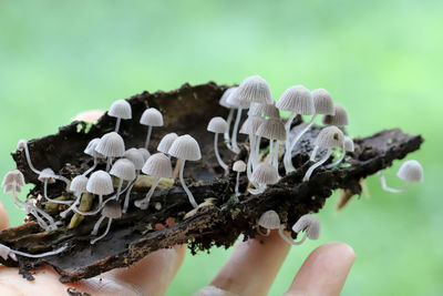 Close-up of hand holding mushrooms