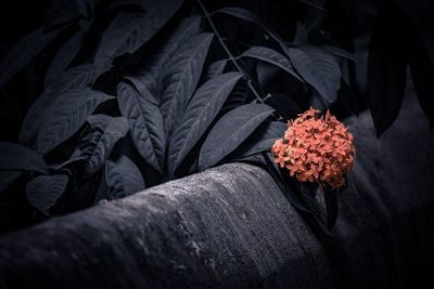 High angle view of red flowering plant