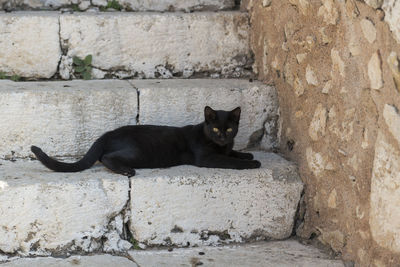 Portrait of black cat on wall