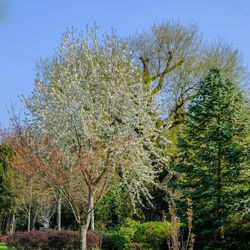 View of flowering plant against clear sky