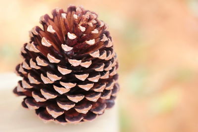 Close-up of pine cone