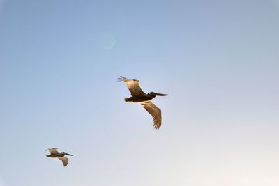 Low angle view of seagulls flying in sky