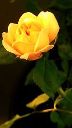 Close-up of yellow rose blooming outdoors