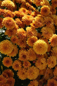 Full frame of yellow flowers
