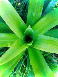 Full frame shot of succulent plant