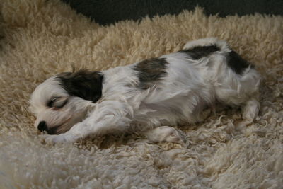 High angle view of dog sleeping on rug at home