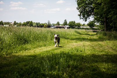 People on field by trees against sky