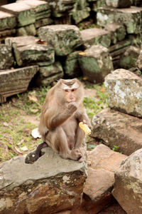 View of monkey sitting on rock against stone wall