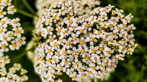 Close-up of white flowering plant