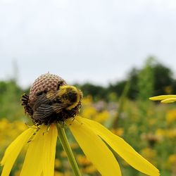 Close-up of insect on sunflower