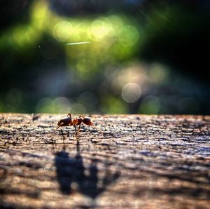 Close-up of ant on wood