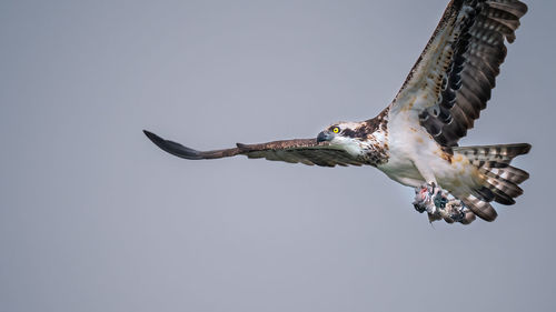 Low angle view of eagle flying in sky