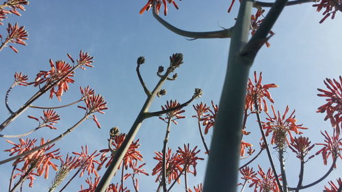 Low angle view of trees against sky