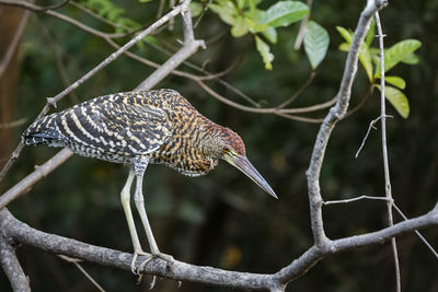 Close-up of bird perching on branch