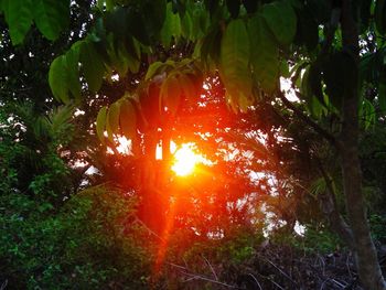Sun shining through trees