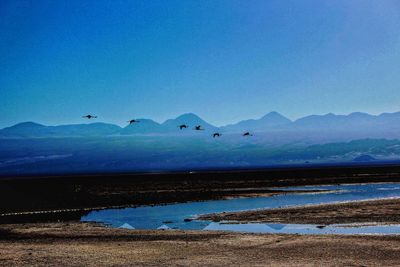 Birds flying over lake against blue sky