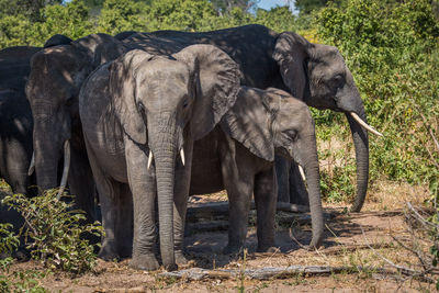 African elephants on field at kasane during sunny day