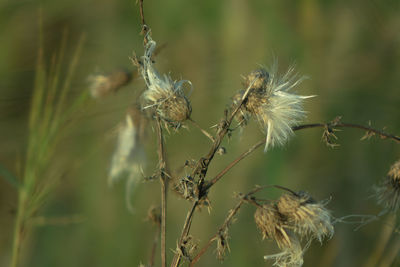 Close-up of wilted plant growing on field