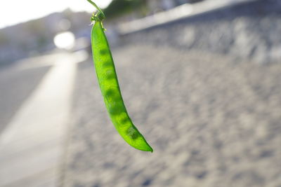 Close-up of green leaf on plant