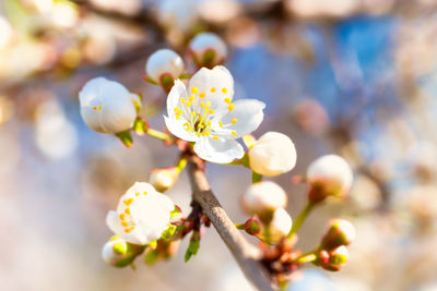 Close-up of white cherry blossoms
