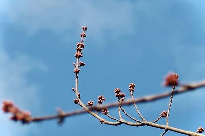 Low angle view of flowering plant against sky