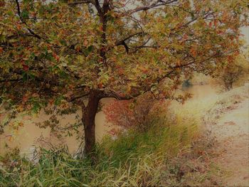 Trees growing on field during autumn