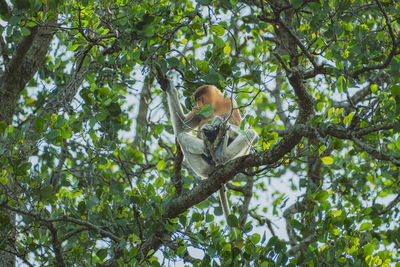 Low angle view of monkey on tree