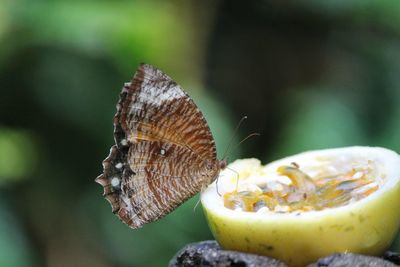 Close-up of butterfly on leaf