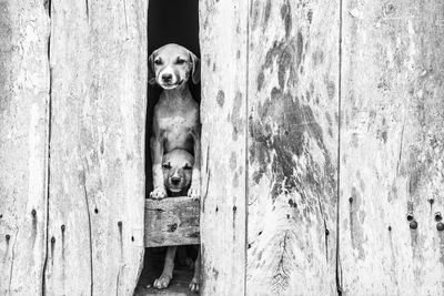 Portrait of dog peeking through door