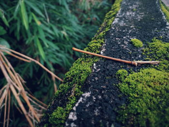 High angle view of moss on rock