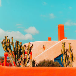 Cactus plant against wall