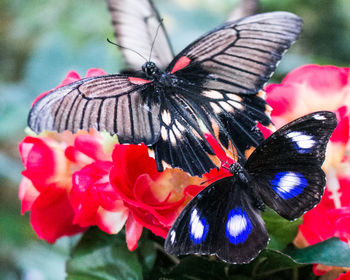 Close-up of butterfly on red flowers