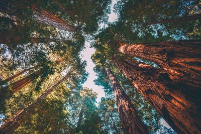 Low angle view of trees in forest against sky