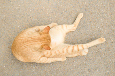 cat