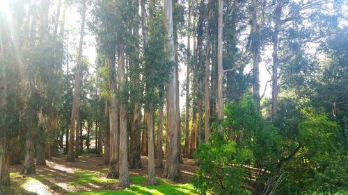 Trees in forest against sky