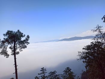 Low angle view of trees on mountain against sky