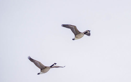 Low angle view of seagulls flying in sky