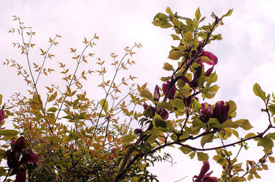 Low angle view of flowers on tree