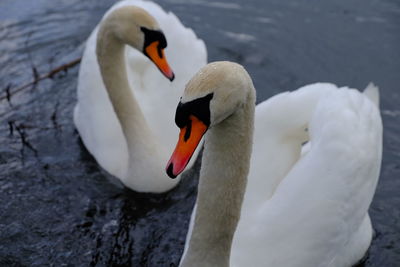 Swan swimming in lake