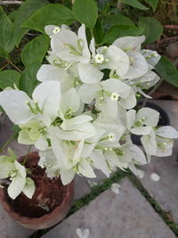 High angle view of potted plant