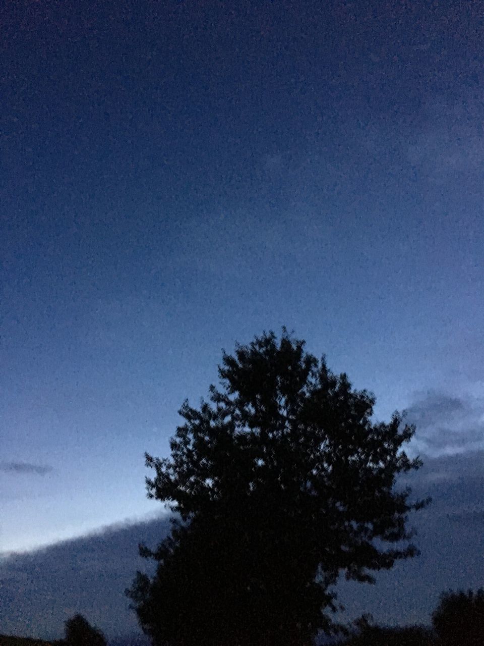 SILHOUETTE TREES AGAINST BLUE SKY