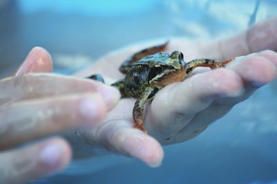 Copped image of hands holding frog