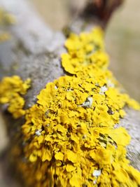 Close-up of flower against blurred background