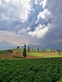 Scenic view of agricultural field against sky