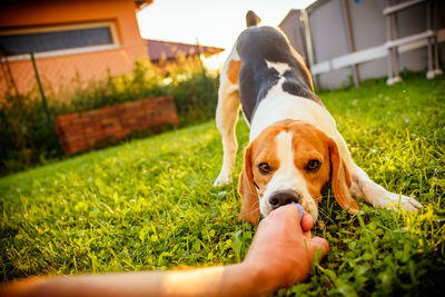 Dog on field in yard