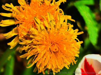 Close-up of yellow flowering plant